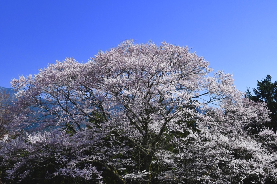 恵那山と三五沢の小彼岸桜