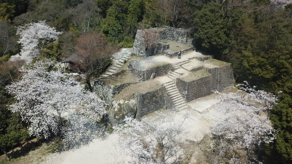 絶景山城日本一苗木城跡は、只今桜満開‼︎
