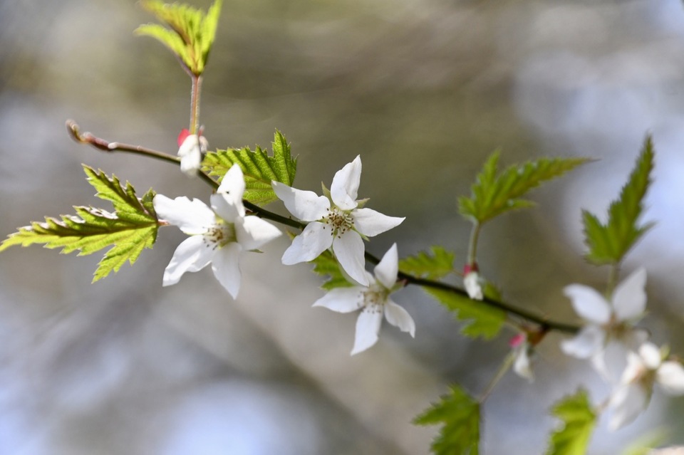 シンプルで可憐な白花はモミジイチゴ、木苺の代表。
