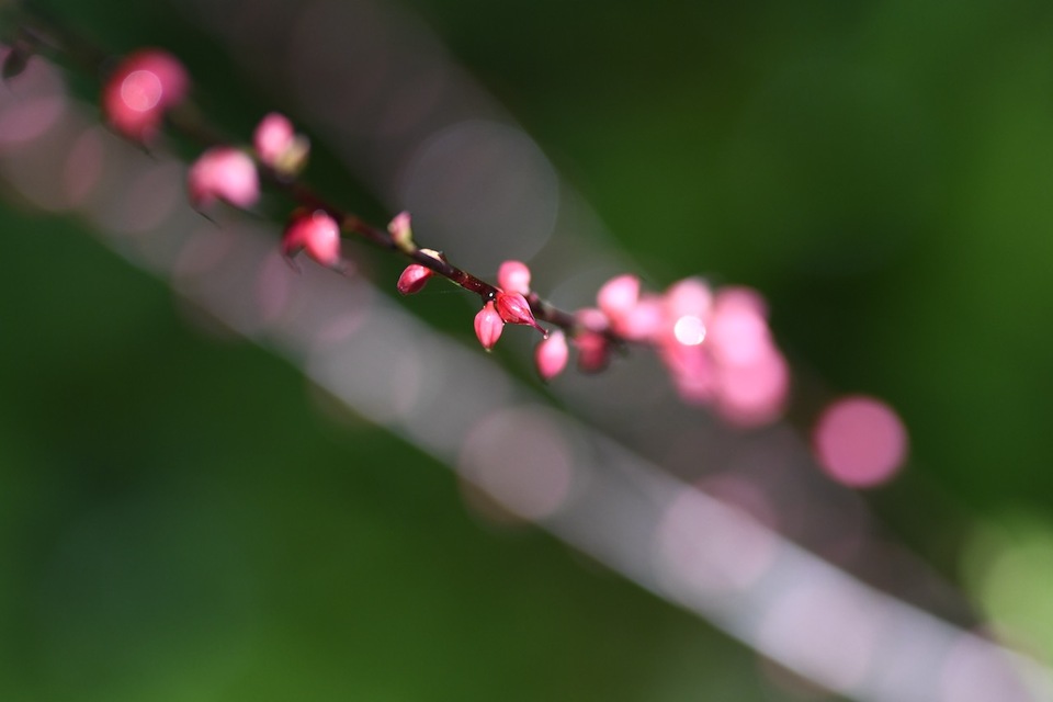 恵那山麓の草花 ミズヒキが木陰で紅白満開 ‼︎