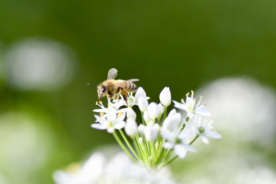 ニラの花と日本ミツバチ
