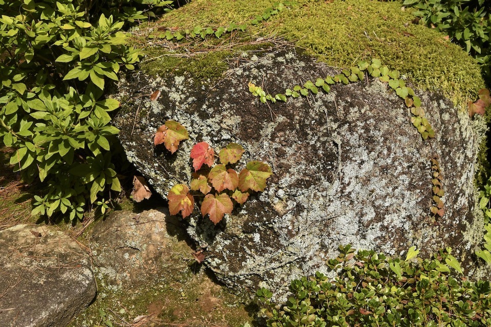 庭石の古苔に蔦紅葉 