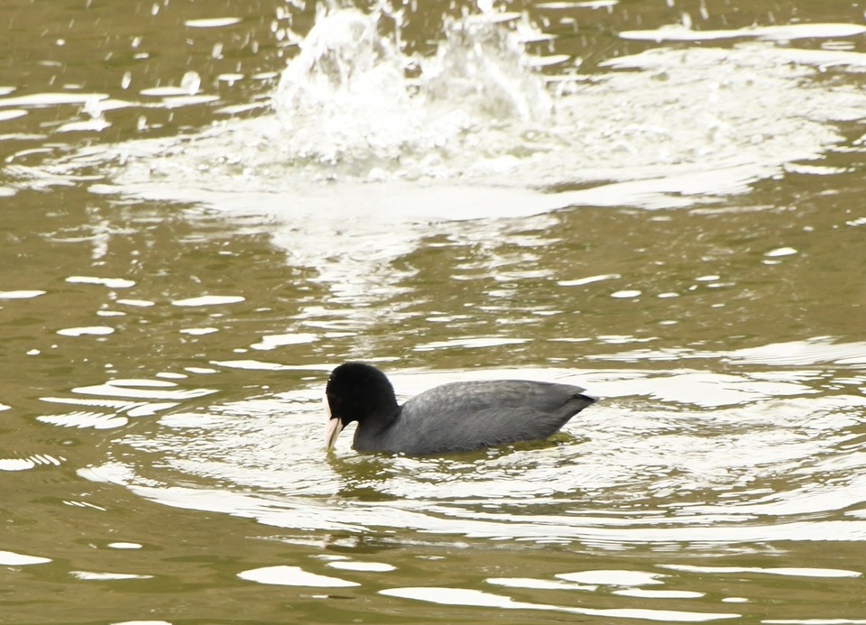 中津川市西山神谷池の水鳥たち