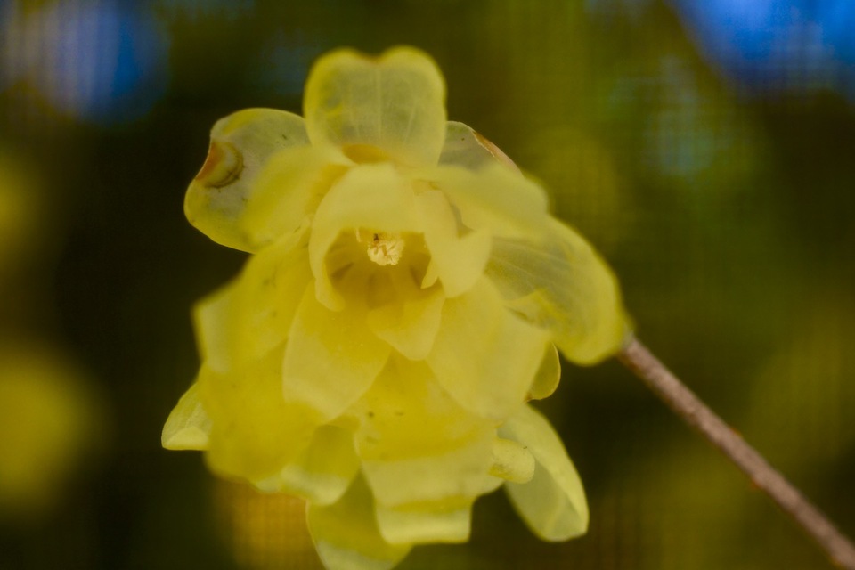 ロウバイ は漢字で蝋梅、透明感のある薄黄色の花と香りはそろそろ終わり