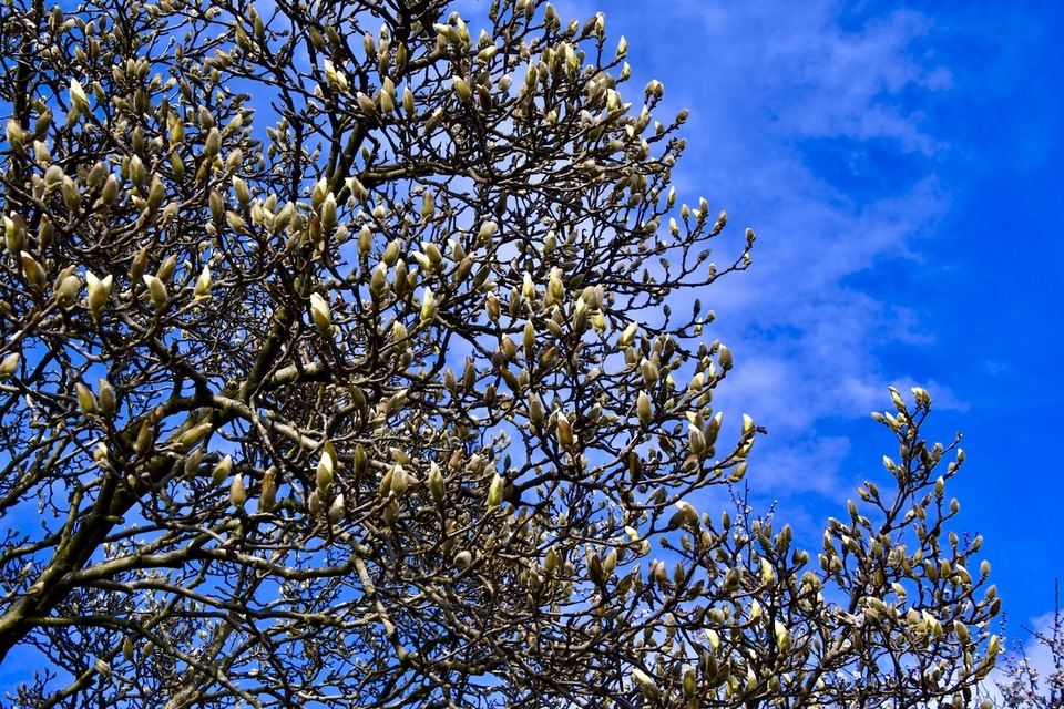 今年も沢山の蕾が付いた、中津川市北野長久寺コブシの大木。