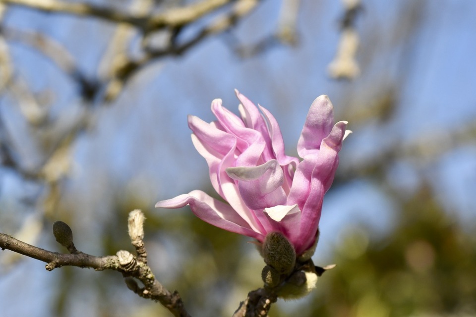 艶やかなピンク色がヒラヒラ咲き始め、石畳、医王寺のシデコブシ。