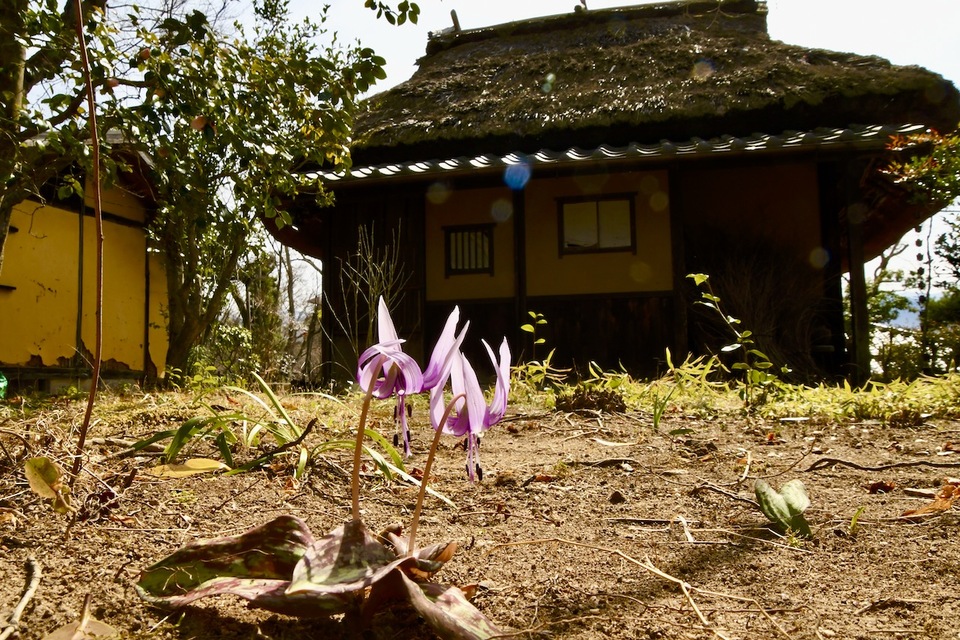 夜がらす山荘長多喜に春の妖精カタクリ咲いた、