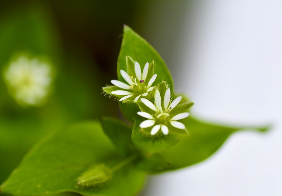 清楚な明るい緑色、春の七草ハコベは漢字で蘩蔞。