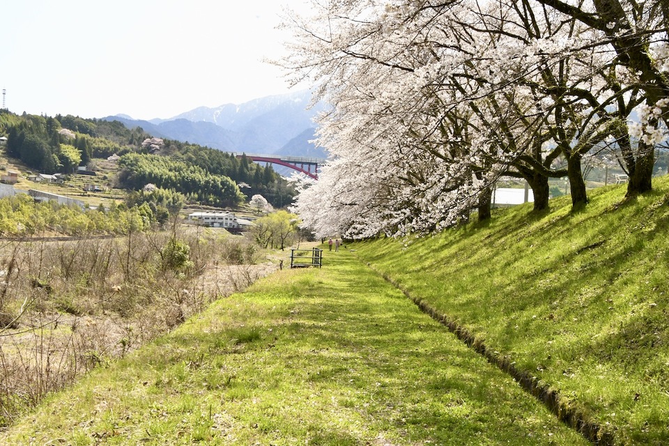 中山道落合宿、落合中学の桜並木が満開。霞む百名山恵那山と桜並木の風景。