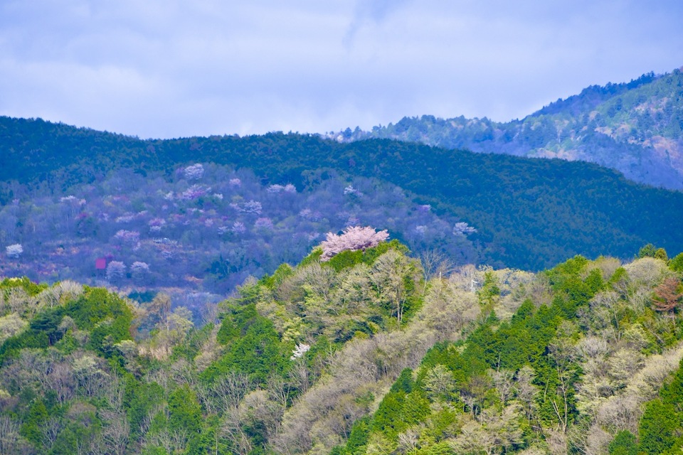 玉蔵桜、木曽川旧玉蔵橋の崖の上