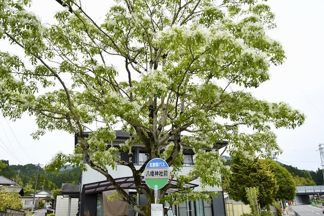 北恵那バス川上(かおれ)線八幡神社バス停のナンジャモンジャがもうすぐ満開。 border=