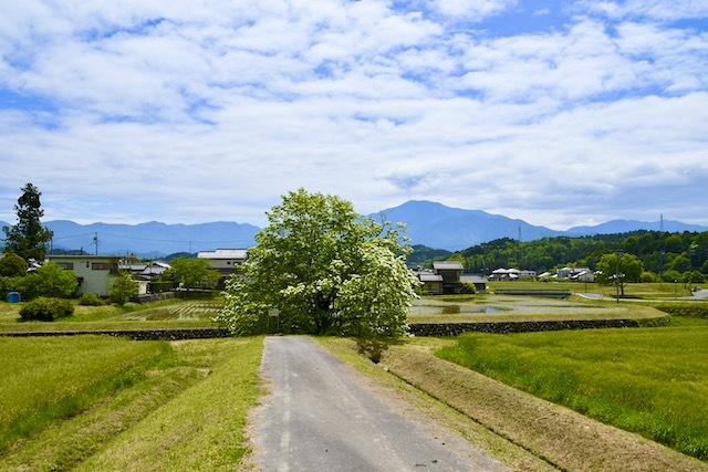 ナンジャモンジャと恵那山の風景。
