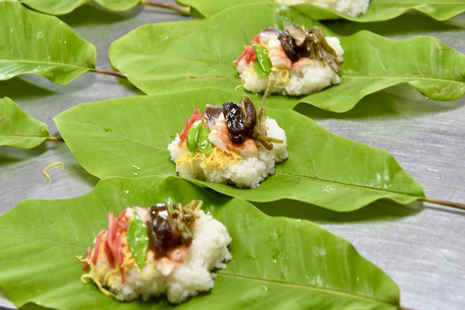 ホオバの葉がシッカリして来ました、初夏の中津川長多喜名物「朴葉寿司」始まる。