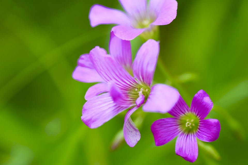 ムラサキカタバミはイモカタバミより優しい薄紫です。