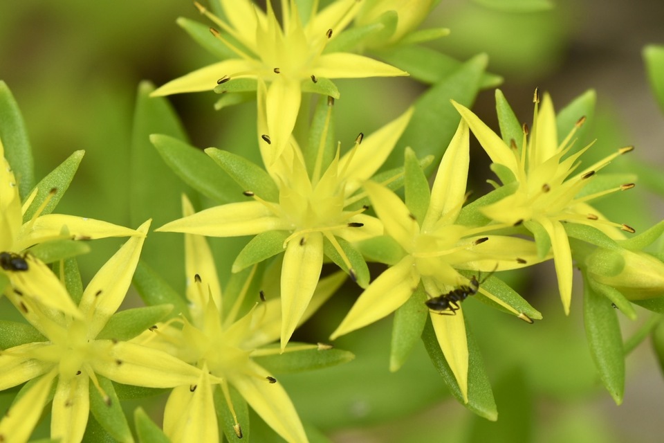ツルマンネングサの黄色花