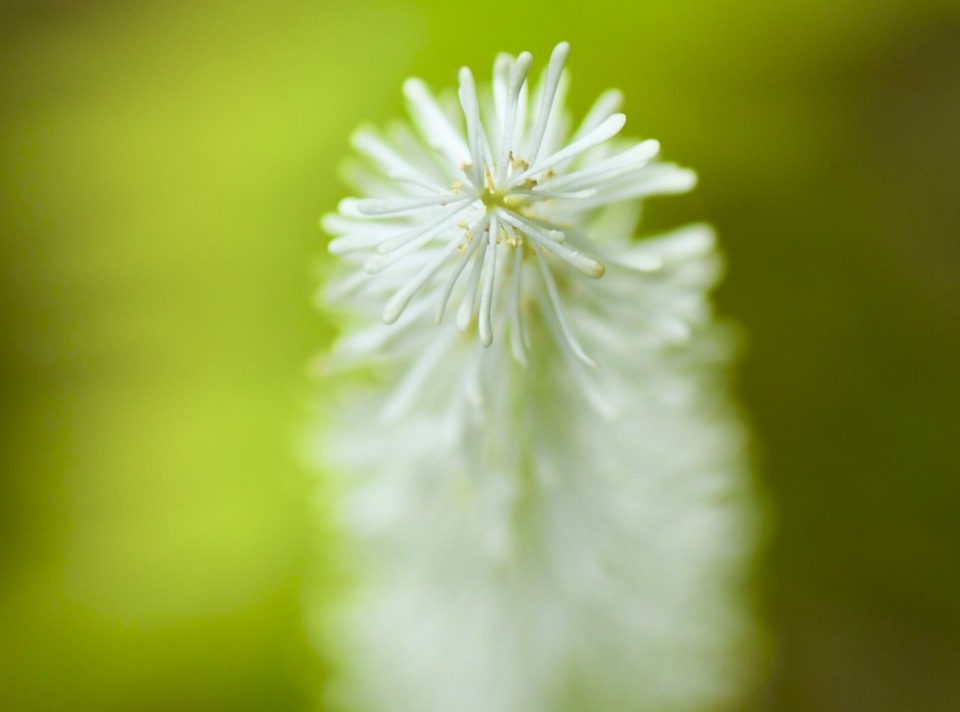 木陰でユラユラ、真っ白いブラシが揺れているのは白糸草