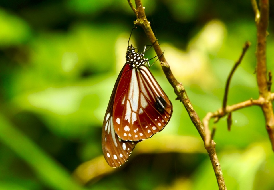 愛しのアサギマダラは旅する蝶々、