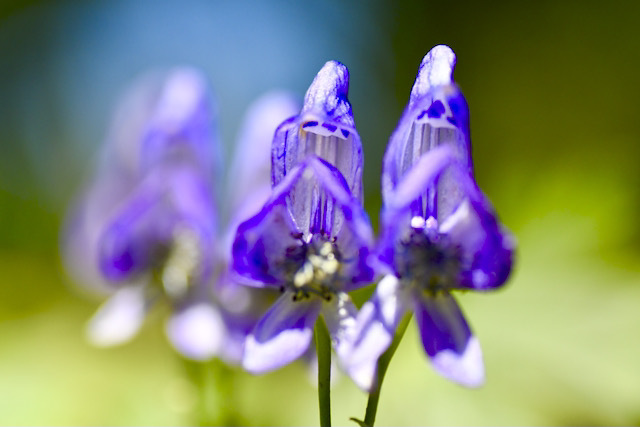 妖艶なコバルトブルーの花満開‼︎
