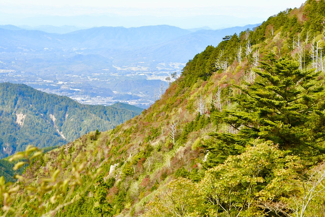 富士見台林道 標高1500m付近の紅葉、