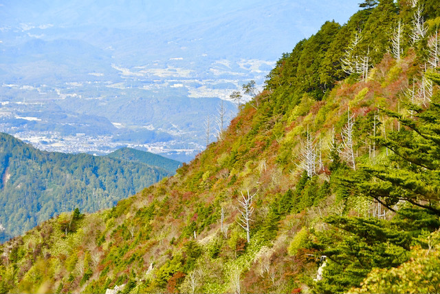 富士見台林道 標高1500m付近の紅葉、