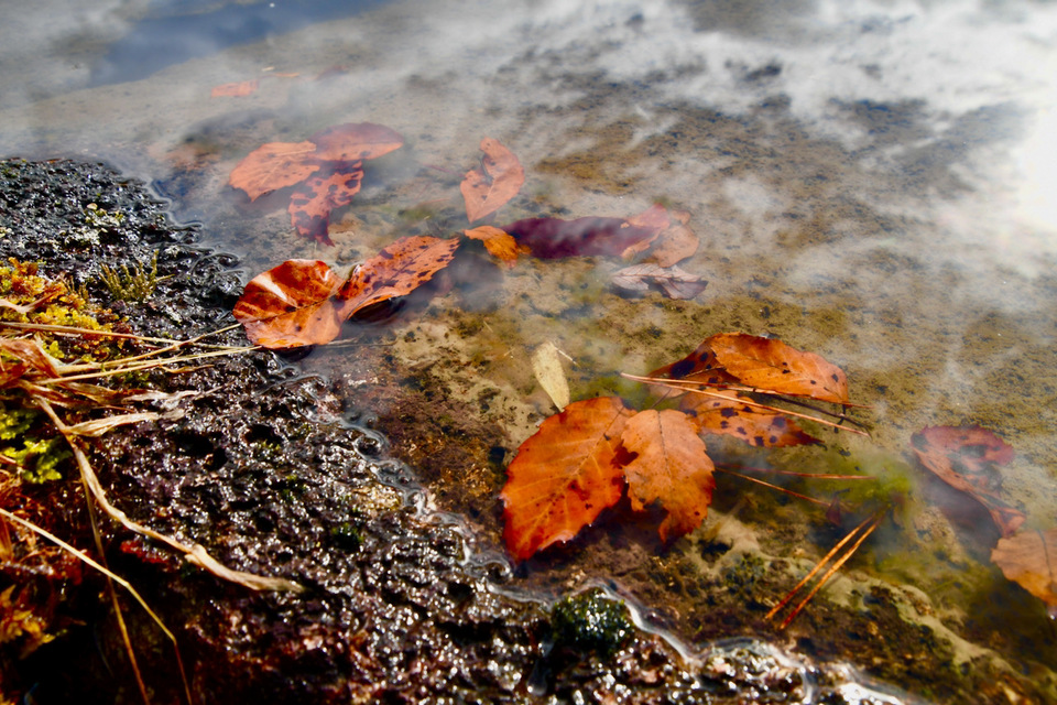 晩秋の汀、水に浮く落葉。