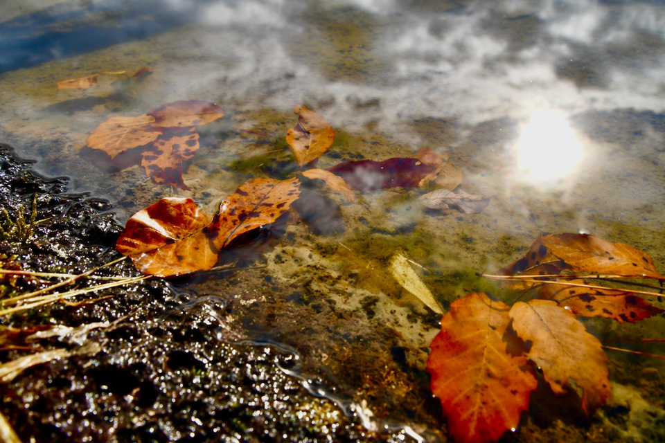 晩秋の汀、水に浮く落葉。