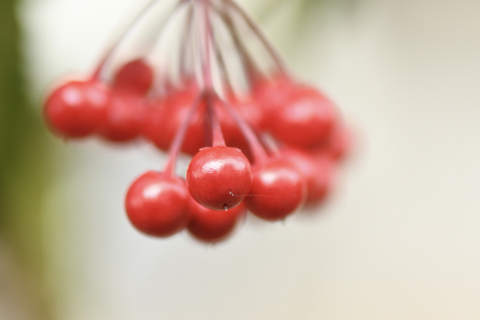 万両の赤い実は縁起が良いとお正月のお飾りに人気があります。