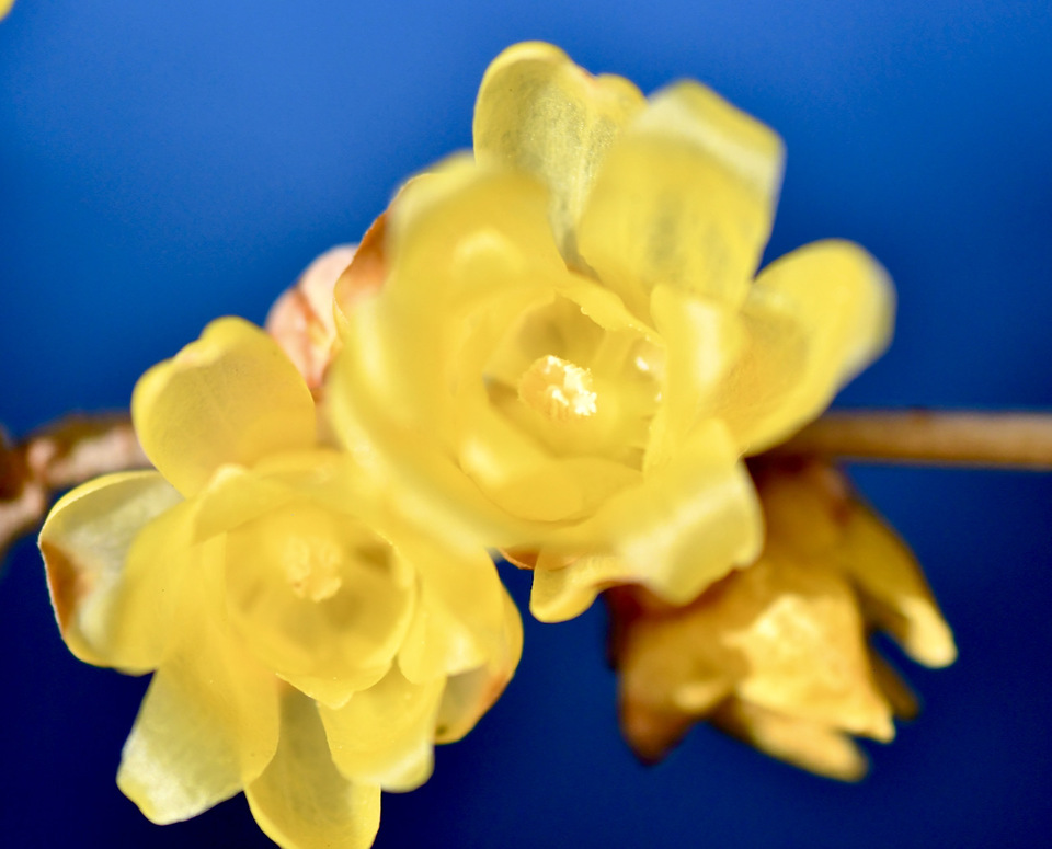 ロウバイは漢字で蝋梅、薄黄色の早春の香りの妖精。 border=