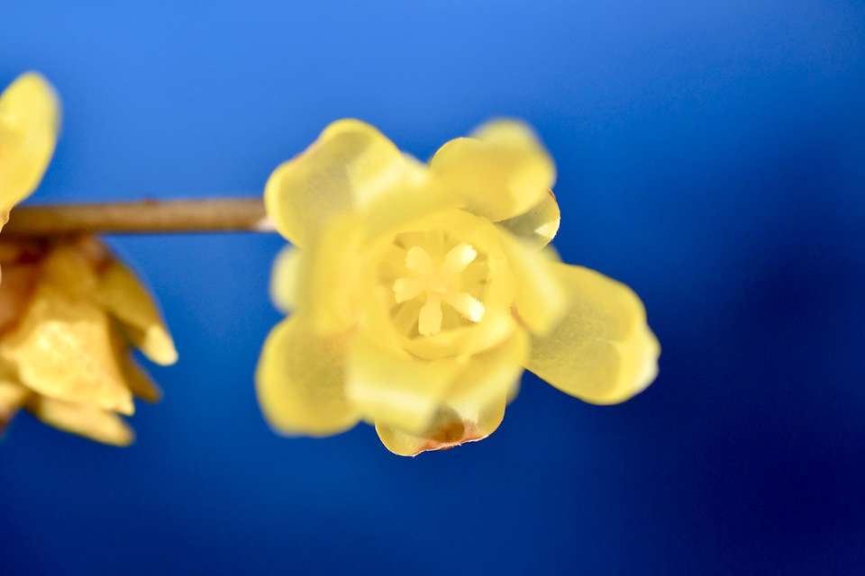 ロウバイは漢字で蝋梅、薄黄色の早春の香りの妖精。