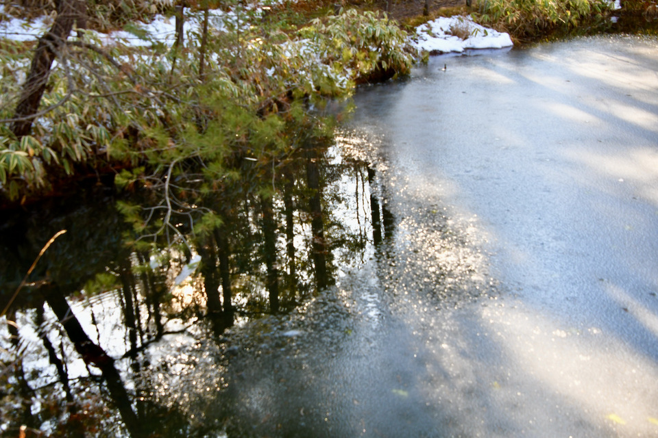 光刺すコウホネ池の氷