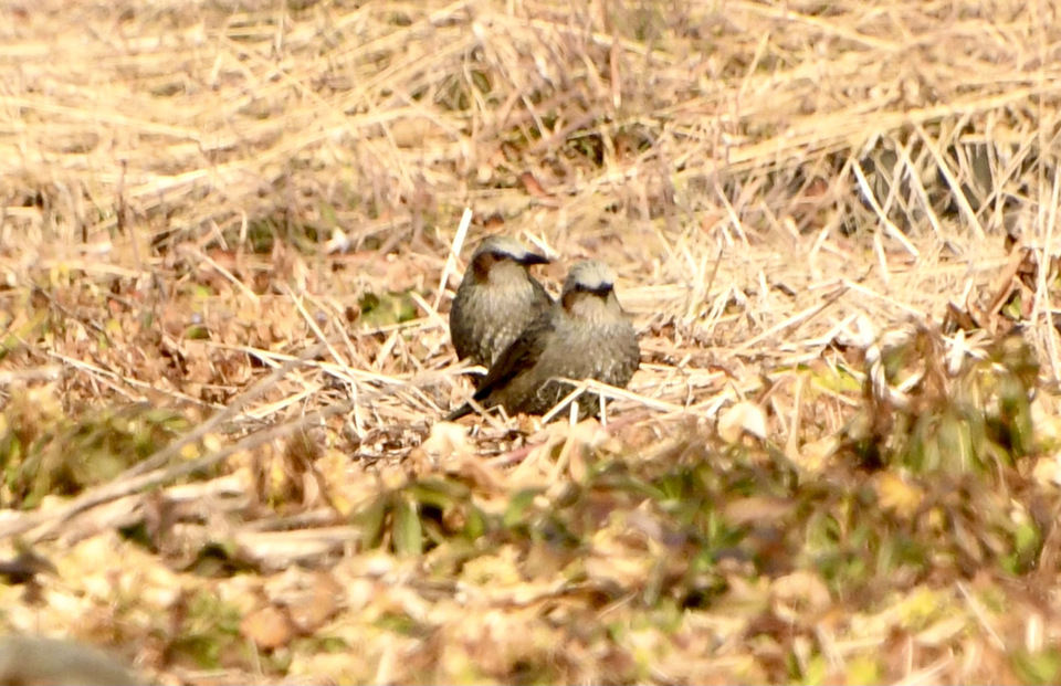 中津川の野鳥 地上のヒヨドリ、
