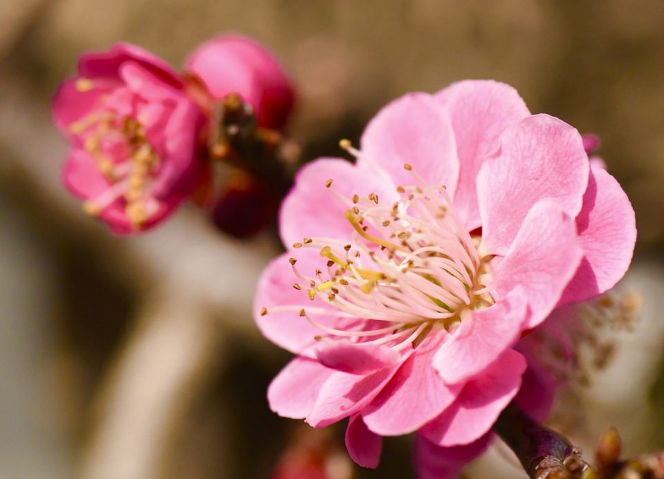 春の花咲く 鮮やかピンクのグラデーションはヤエコウバイ(八重紅梅)