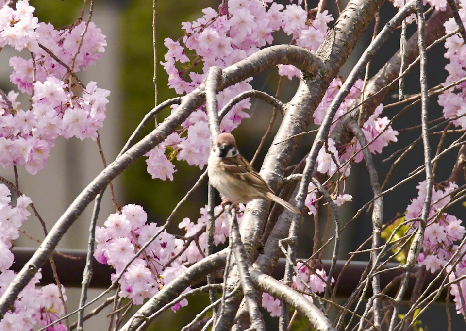 中津川の野鳥、桜と雀。 border=