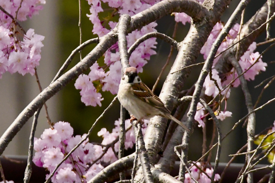 中津川の野鳥、桜と雀。