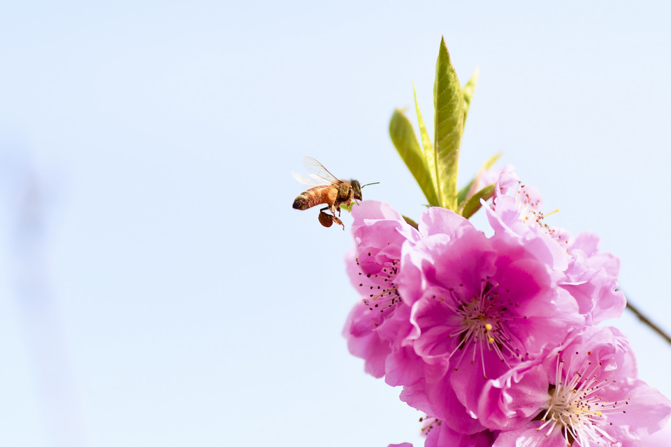 桃の花とミツバチ、中津川市桃山公園。 border=