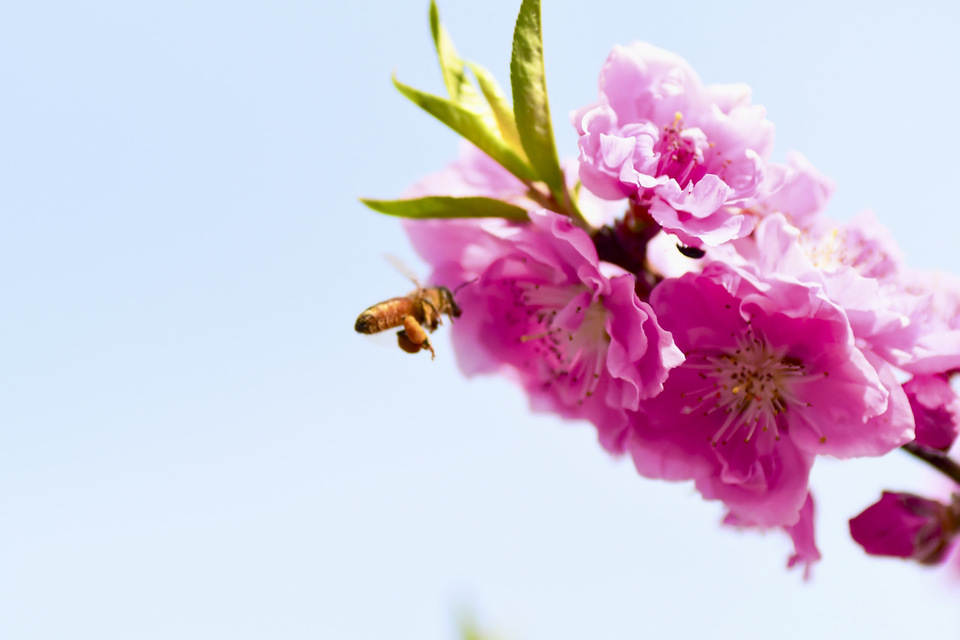 桃の花とミツバチ、中津川市桃山公園。