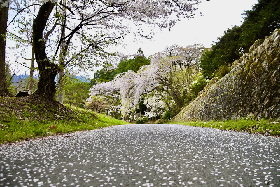 ここは、中津川市神坂霧ヶ原坂巻家の東山道被さり桜
