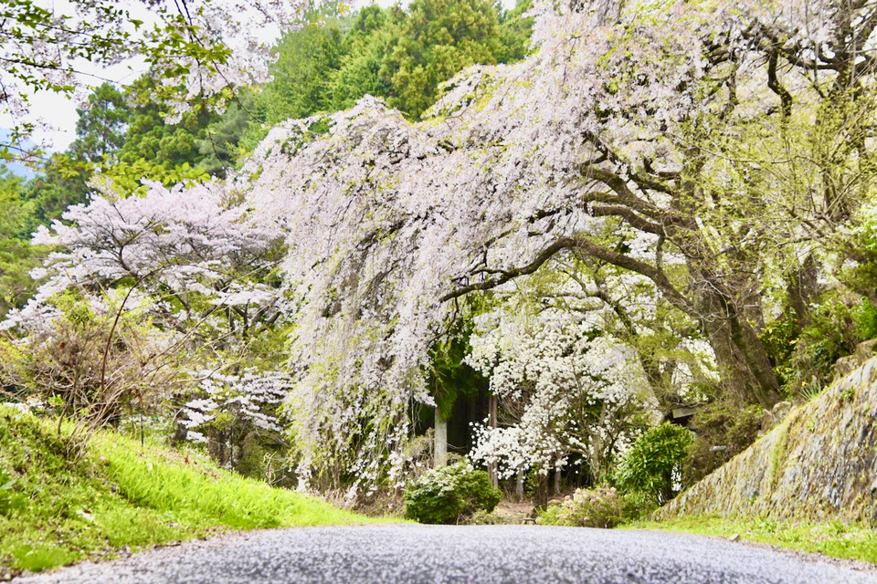 ここは、中津川市神坂霧ヶ原坂巻家の東山道被さり桜