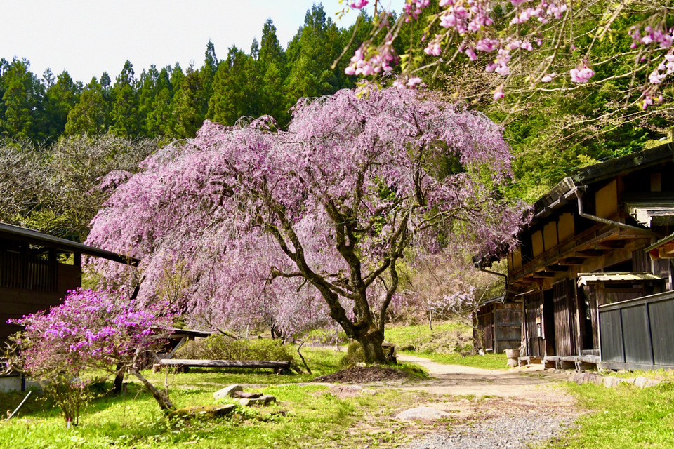 中山道馬籠峠の下、一石栃立て場茶屋の有名な枝垂れ桜が今週末に満開に咲く。 border=
