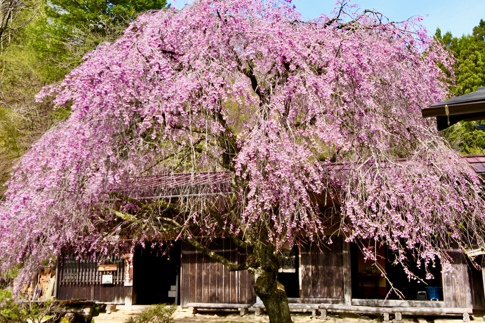 中山道馬籠峠の下、一石栃立て場茶屋の有名な枝垂れ桜が今週末に満開に咲く。