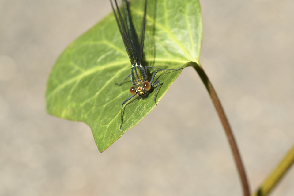 中津川の昆虫 イトトンボ (糸蜻蛉)