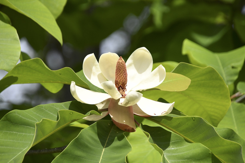中津川の樹木 朴の木の花