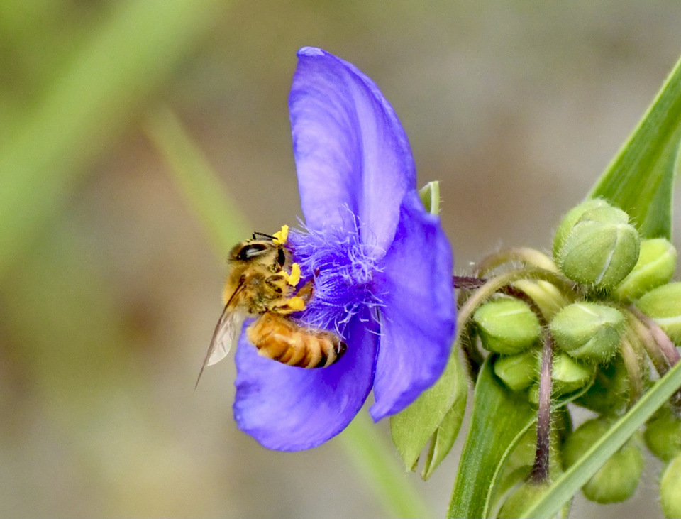 お宮のムラサキツユクサとミツバチ