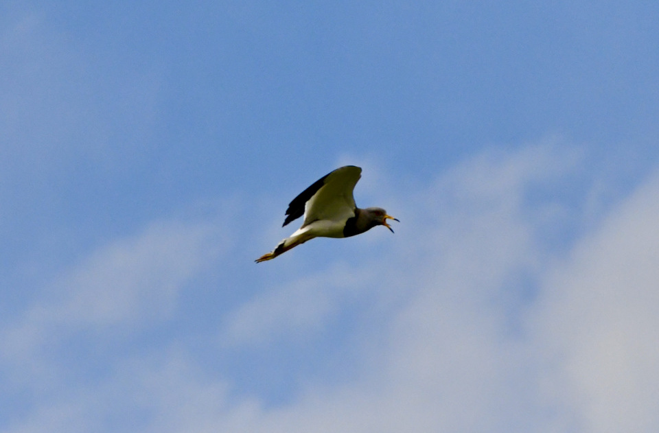 中津川の野鳥 ケリの飛行風景