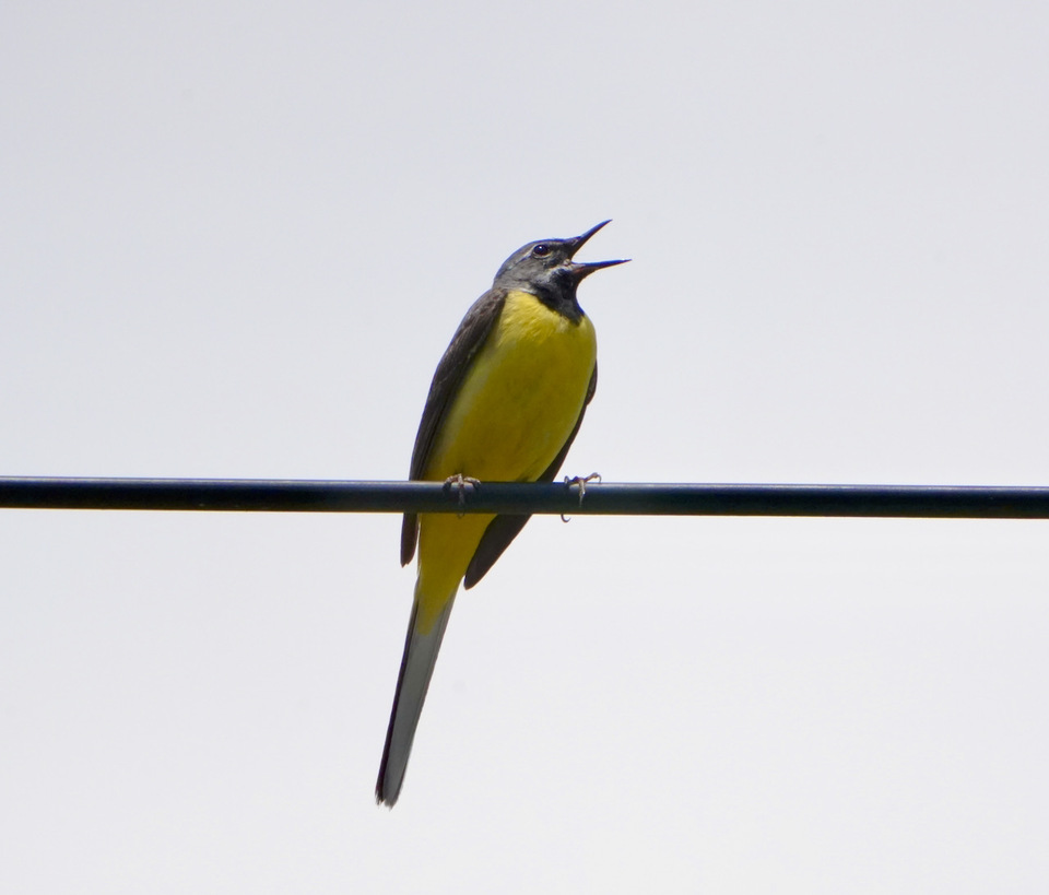 中津川の野鳥 キセキレイは漢字で黄鶺鴒、