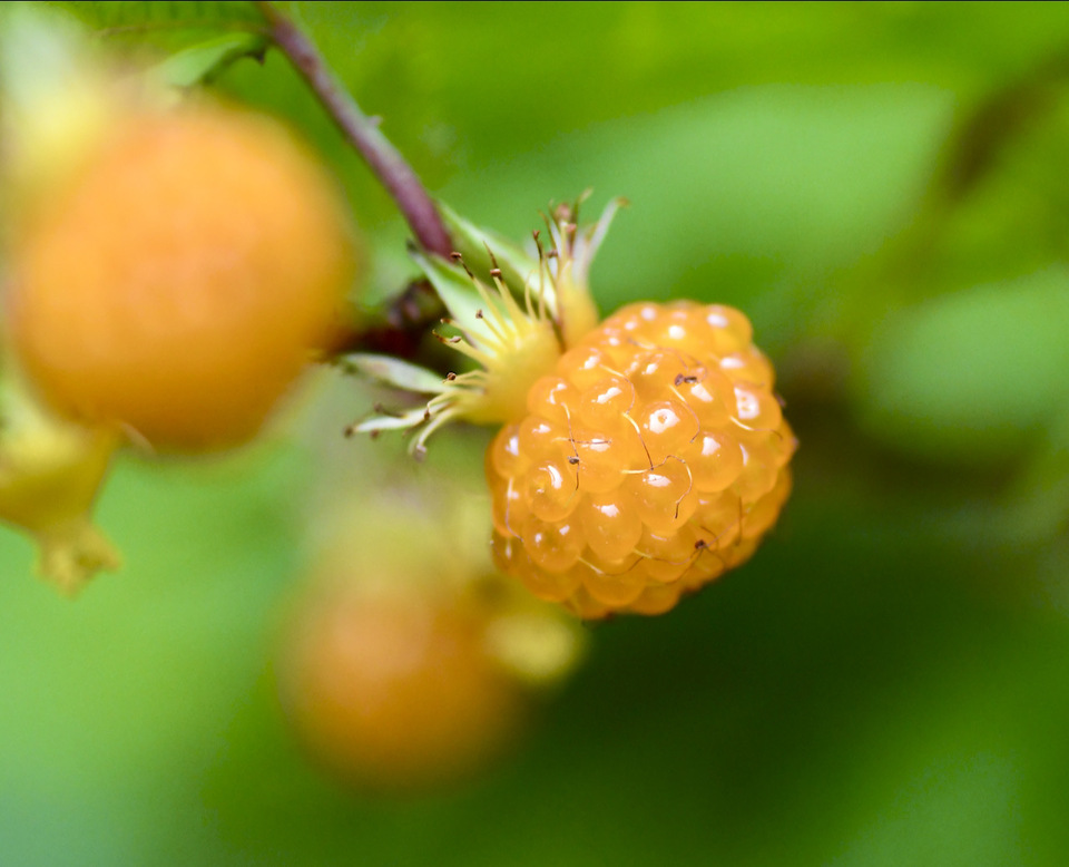 中津川の草花 モミジイチゴ