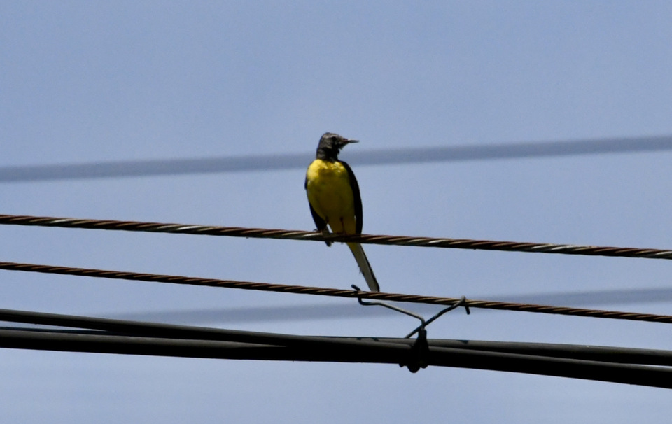 中津川の野鳥 キセキレイ 黄鶺鴒