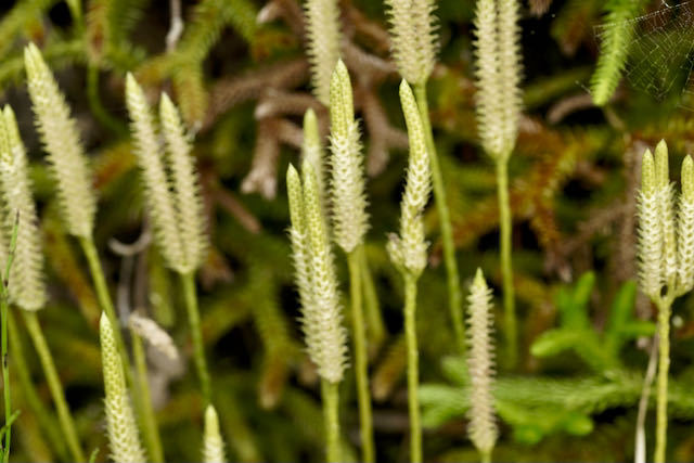 中津川の野草 ヒカゲノカズラは化石植物