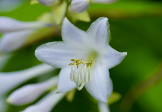 中津川の野草 真っ白な花のオオバギボウシ