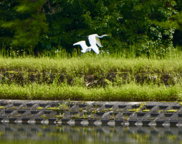 中津川の野鳥 華麗なるダイサギの飛行